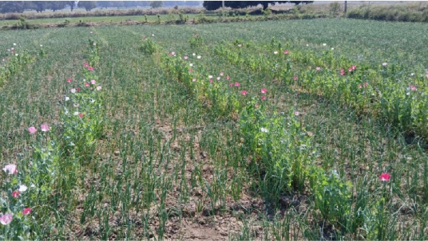 Maihar opium cultivation