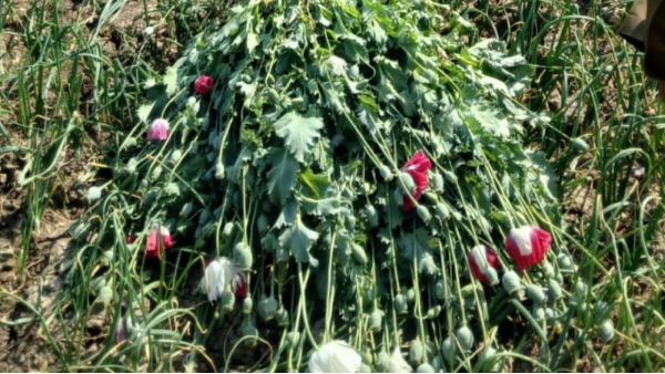 Maihar opium cultivation
