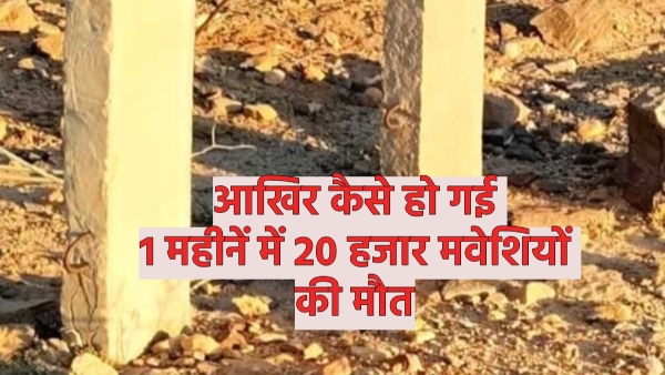 ppr-and-fidkia-disease-wreaks-havoc-among-the-animals-of-jaisalmer-20-thousand-sheep-and-goats-died