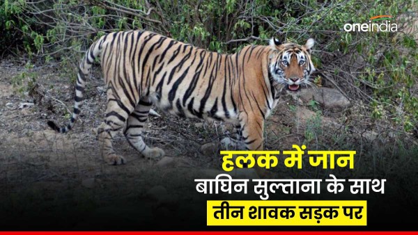 tigress-sultana-seen-with-cubs-on-trinetra-ganesh-temple-road-in-ranthambore-sawaimadhopur
