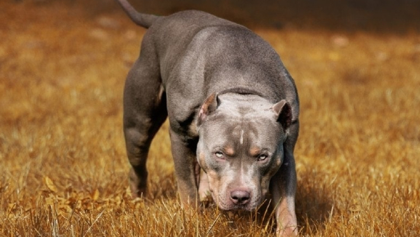 23 breeds of dangerous dog