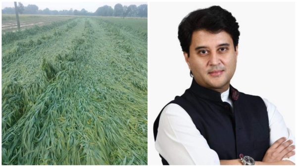 Jyotiraditya Scindia again stood up for farmer affected by hailstorm in Ashoknagar Guna and Shivpuri Jyotiraditya Scindia again stood up for farmer affected by hailstorm in Ashoknagar Guna and Shivpuri