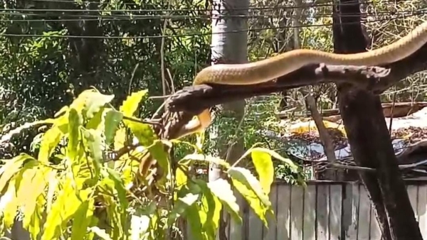 Before Mahashivratri 6 feet long snake seen on tree in front of PCC Shivaji Nagar Congress office Before Mahashivratri 6 feet long snake seen on tree in front of PCC Shivaji Nagar Congress office