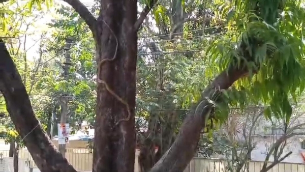 Before Mahashivratri 6 feet long snake seen on tree in front of PCC Shivaji Nagar Congress office Before Mahashivratri 6 feet long snake seen on tree in front of PCC Shivaji Nagar Congress office