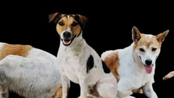 Incident of street dogs continues in Bhopal treatment of 6 year old child Humer continues