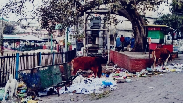 Mandsaur Collector unique decision to control stray dogs lock-up action will be taken non-veg Mandsaur Collector unique decision to control stray dogs lock-up action will be taken non-veg