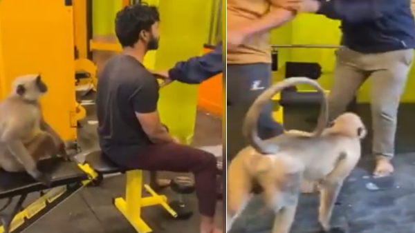 langur enters the gym