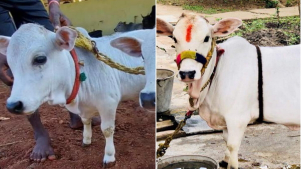 Punganur cow