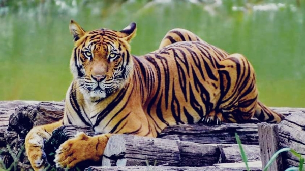 Search for leopard movement of tiger in Chandanpura creates fear among people Search for leopard movement of tiger in Chandanpura creates fear among people