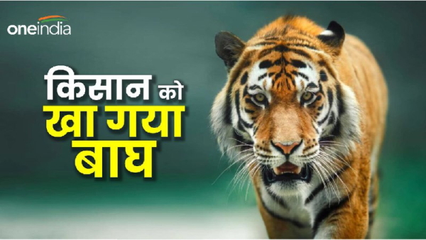 Bandhavgarh the tiger took the farmer in its jaws