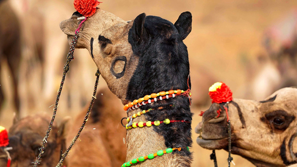 स्कार्फ से चेहरा ढकी महिलाएं