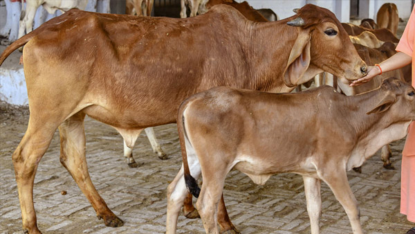 कितनी बड़ी थी रानी गाय