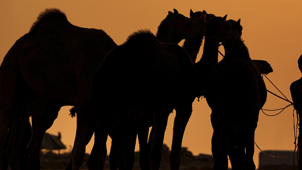 महिलाओं से समृद्ध हुआ ऊंटों का मेला