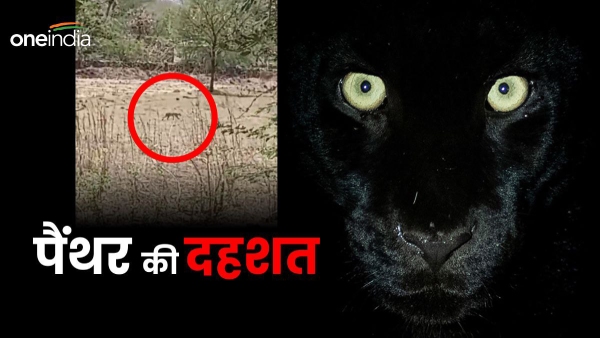 villagers-panic-due-to-panthers-movement-farmers-are-left-breathless-due-to-panthers-movements