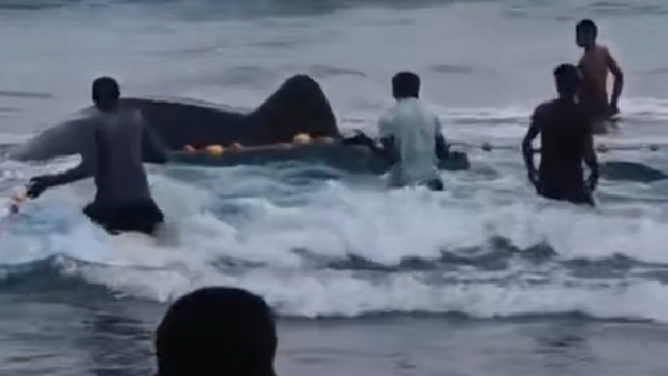 shark viral video shark viral video