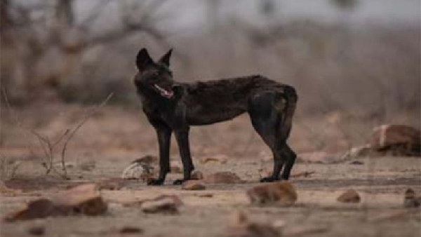 Panna Tiger Reserve Black Wolf Panna Tiger Reserve Black Wolf