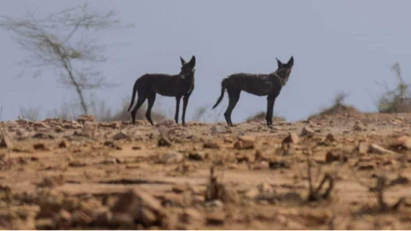 Panna Tiger Reserve Black Wolf Panna Tiger Reserve Black Wolf
