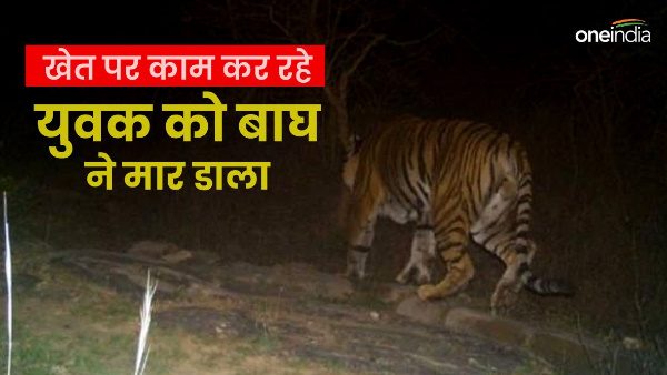 Uttarakhand news ramnagar young man working farm killed tiger dragged body hundred meters