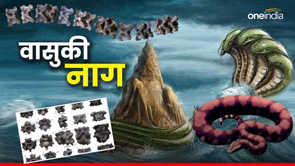 Vasuki Indicus snake really existed scientists found body parts in Gujarat s Kutch