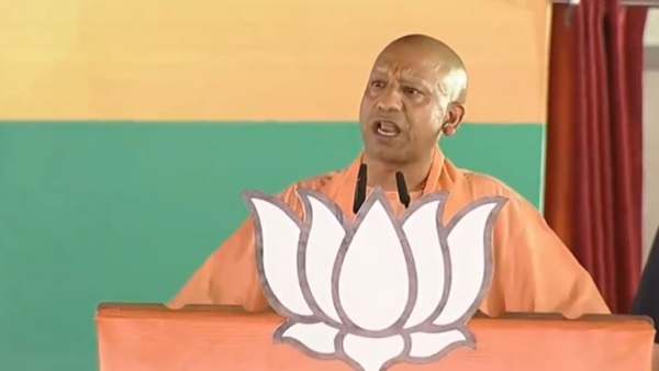 yogi