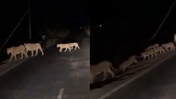 Lion family video