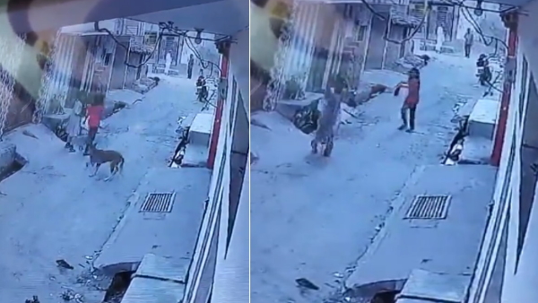 Street Dog attack