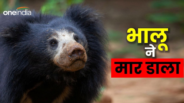 Uttarkashi news young man forest graze goats killed by bear dead body found rocks two km village