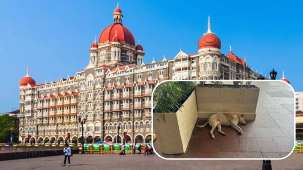 Stray dog in Taj Hotel Mumbai Stray dog in Taj Hotel Mumbai