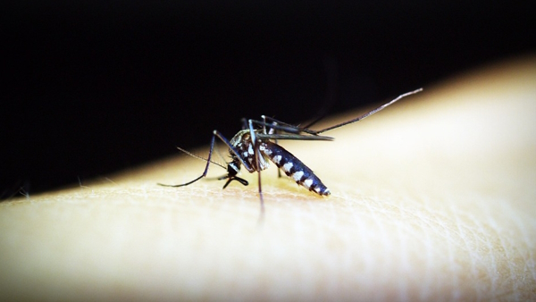 Dengue spread in 46 districts of Rajasthan