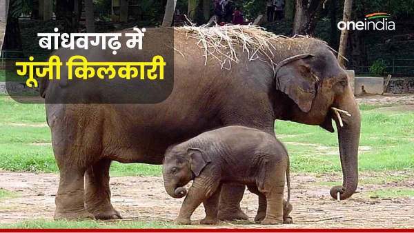 Bandhavgarh Tiger Reserve