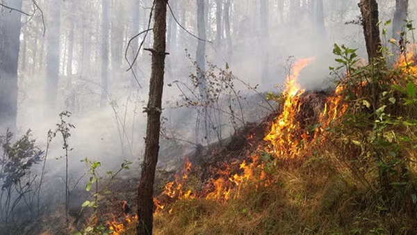 Uttarakhand news who set fire forest prosecuted under Gangster Act compensation for the loss will also be recovered