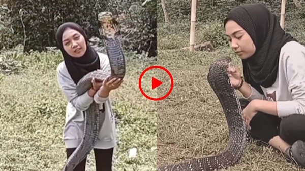 Girl kissing King Cobra