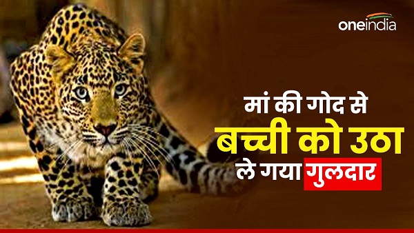 4 year old girl playing her mother lap picked guldaar left distance away condition critical leopard