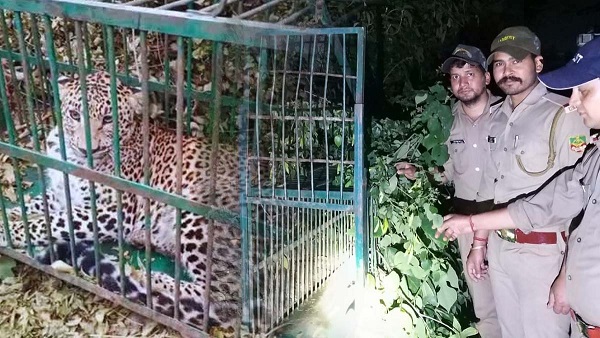 srinagar garhwal Guldar imprisoned cage morsel two and half year old innocent three Guldars caught in cages in Srinagar in 4 months