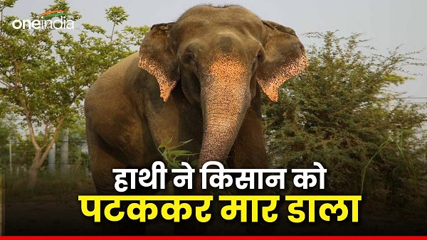 Haridwar news Farmer was guarding the fields elephant trampled him to death created panic