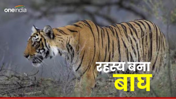 Man-eating tiger Raisen news