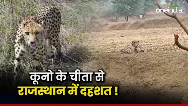 kunos-cheetah-terrorizes-rajasthan-officers-have-been-doing-this-work-for-two-days