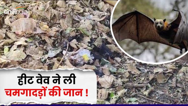 heat-wave-havoc-in-rajasthan-took-the-lives-of-laborers-along-with-the-voiceless-one-laborer-died