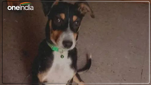 bareilly-news-judges-dog-stolen-incident-registered-against-14 bareilly-news-judges-dog-stolen-incident-registered-against-14