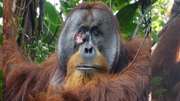 Orangutan treatment