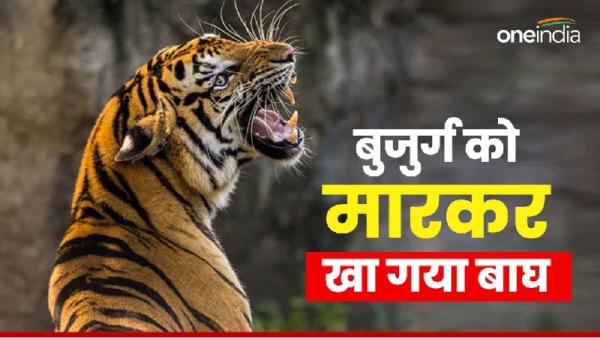 Tiger kills and eats old man Raisen News