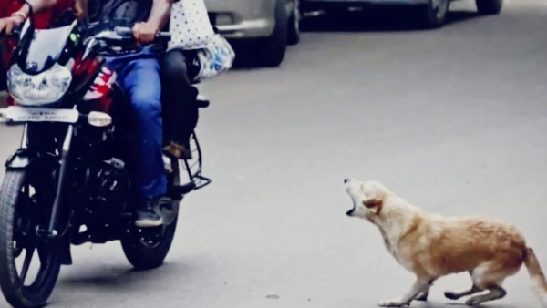 Due to extreme heat stray dogs are biting children 100 bite cases are reaching hospital every day Due to extreme heat stray dogs are biting children 100 bite cases are reaching hospital every day