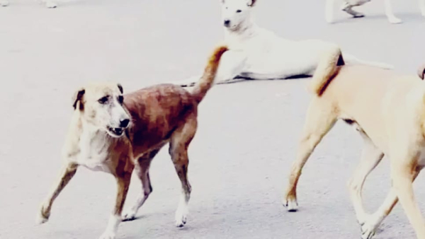 Due to extreme heat stray dogs are biting children 100 bite cases are reaching hospital every day Due to extreme heat stray dogs are biting children 100 bite cases are reaching hospital every day