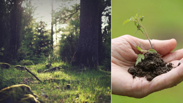 World Environment day