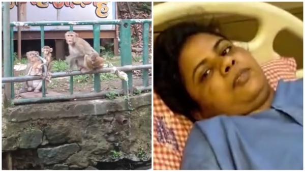 in Pachmarhi Deepa a tourist woman from Jabalpur was bitten by a monkey in Pachmarhi Deepa a tourist woman from Jabalpur was bitten by a monkey