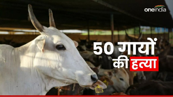 Case of drowning 50 cattle in the river Seoni News Case of drowning 50 cattle in the river Seoni News