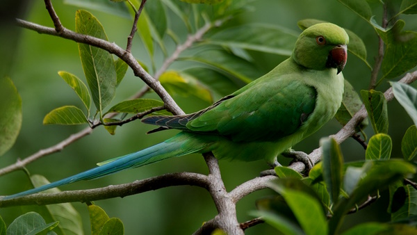 Rajasthan Police constable parrot Rajasthan Police constable parrot