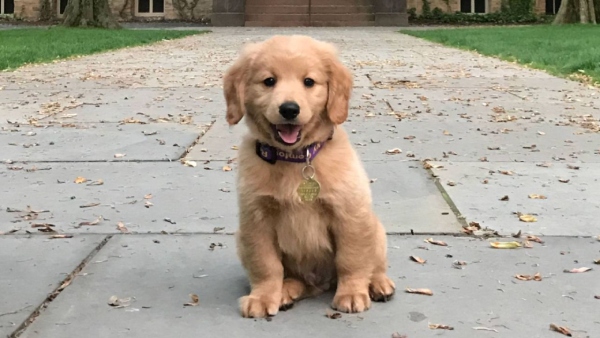 Dog undergoes non-invasive heart surgery