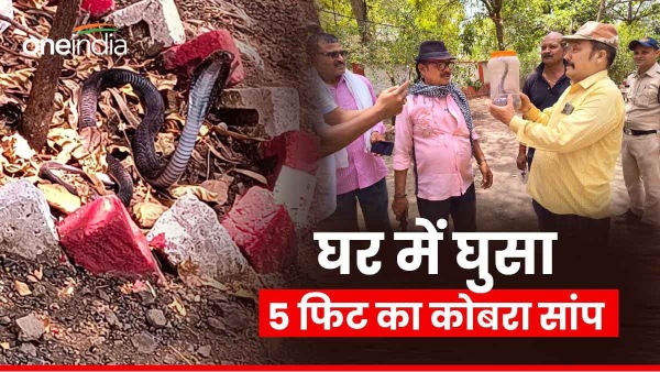 Cobra Snake Viral Video