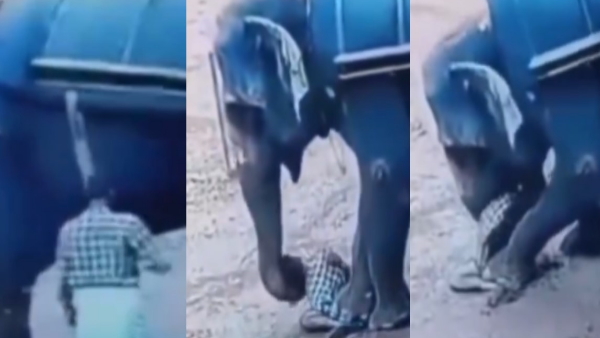 Elephant Elephant